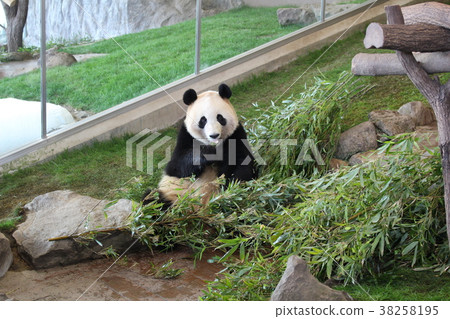 熊貓美食風景白濱冒險世界Momohama 38258195