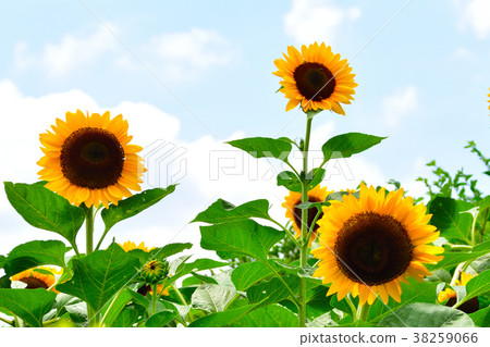 Summer sunflower 38259066