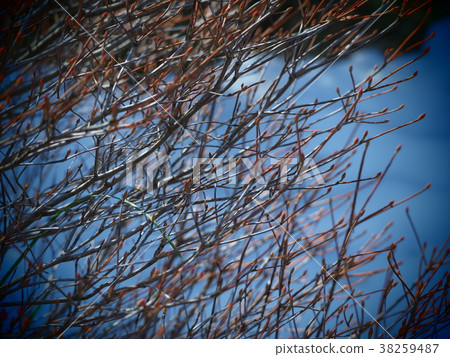 Winter twig 38259487