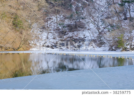 Oshidori越冬 Oshidori越冬 38259775