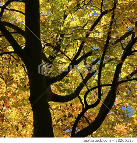 Detail of a beech tree in autumn. Detail of a beech tree in autumn. 38260153