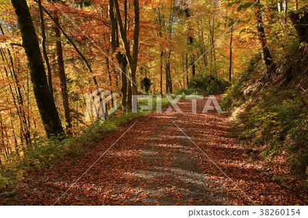 Gravel road leading trough a golden beech forest. Gravel road leading trough a golden beech forest. 38260154