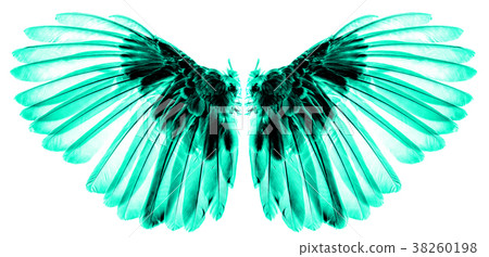 wings of birds on white background wings of birds on white background 38260198