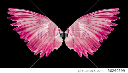 wings of birds on black background wings of birds on black background 38260399
