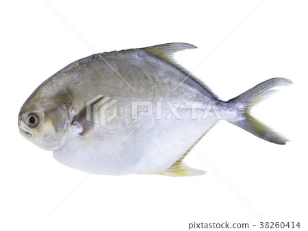 White horse mackerel on white background White horse mackerel on white background 38260414
