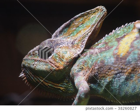 Eboshi chameleon 38260827