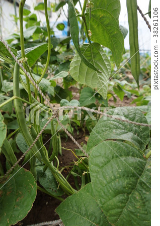 Green beans Green beans 38261106