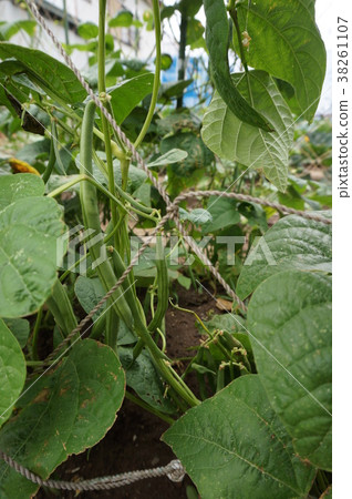 Green beans Green beans 38261107