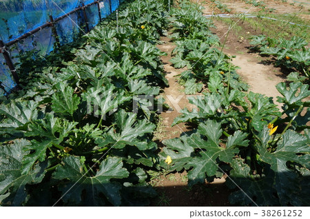 zucchini  38261252