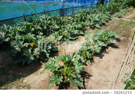 zucchini  38261253