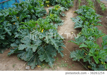 zucchini  38261254