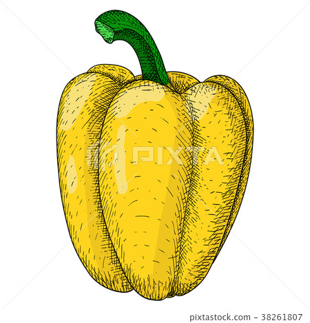 Yellow bell pepper. Hand drawn sketch Yellow bell pepper. Hand drawn sketch 38261807