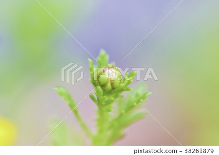 冠菊花蕾和柔和的背景 冠菊花蕾和柔和的背景 38261879