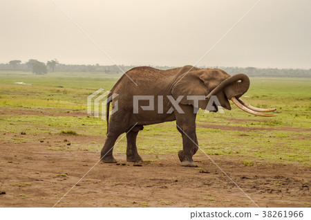 Isolated Elephant hiding her eyes with her trunk Isolated Elephant hiding her eyes with her trunk 38261966