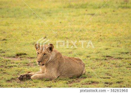 Young lion hidden in the scrub of Amboseli Park Young lion hidden in the scrub of Amboseli Park 38261968
