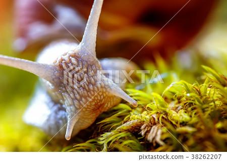 Helix pomatia also Roman snail, Burgundy snail Helix pomatia also Roman snail, Burgundy snail 38262207