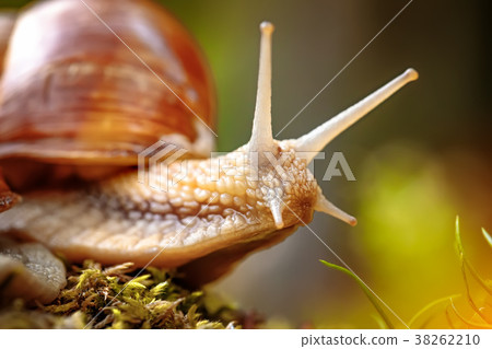 Helix pomatia also Roman snail, Burgundy snail Helix pomatia also Roman snail, Burgundy snail 38262210