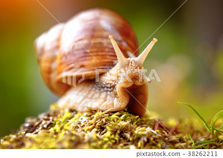 Helix pomatia also Roman snail, Burgundy snail Helix pomatia also Roman snail, Burgundy snail 38262211