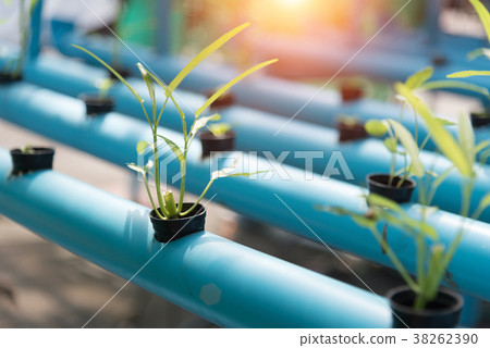 Vegetables Hydroponics farming in farmland 38262390