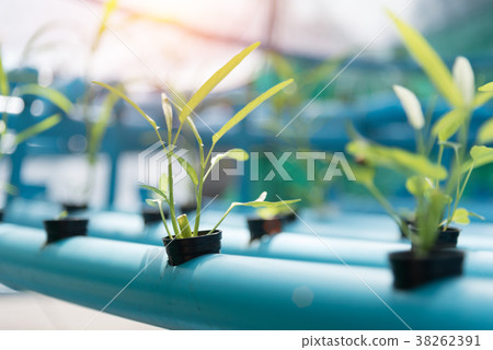 Vegetables Hydroponics farming in farmland 38262391