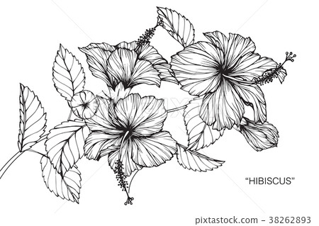 Hibiscus flower sketch, wild plant pencil drawing - Stock Illustration  [62917819] - PIXTA