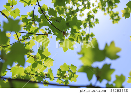 Green and fresh green image Green and fresh green image 38263588