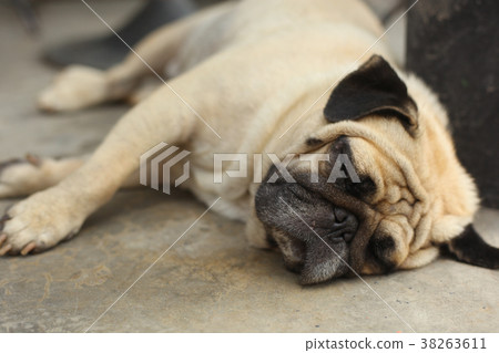 pug dog close up muzzle photo resting on siesta 38263611