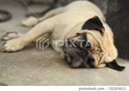 pug dog close up muzzle photo resting on siesta pug dog close up muzzle photo resting on siesta 38263612