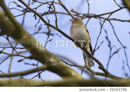 Common chaffinch (Fringilla coelebs) Common chaffinch (Fringilla coelebs) 38263796