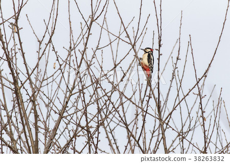Great woodpecker (Dendrocopus major) 38263832