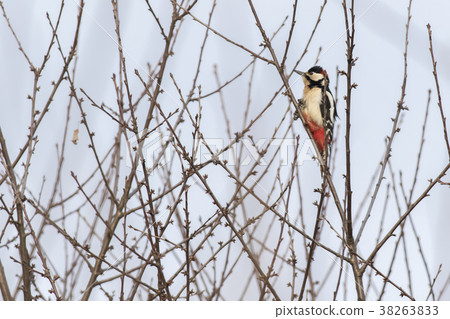 Great woodpecker (Dendrocopus major) Great woodpecker (Dendrocopus major) 38263833