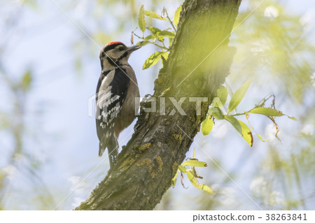 Great woodpecker (Dendrocopus major) Great woodpecker (Dendrocopus major) 38263841