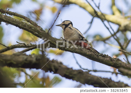 Great woodpecker (Dendrocopus major) Great woodpecker (Dendrocopus major) 38263845