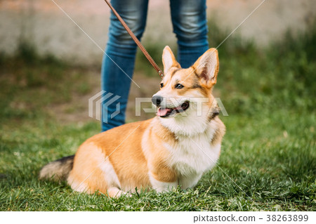 Red Pembroke Welsh Corgi Dog Sitting In Grass 38263899