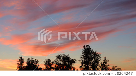 Trees at sunset. Trees at sunset. 38264247
