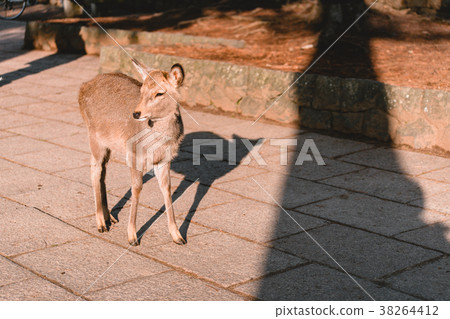 奈良,鹿,動物,奈良鹿,Nara, deer, animal 奈良,鹿,動物,奈良鹿,Nara, deer, animal 38264412