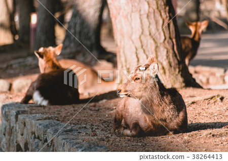 奈良,鹿,動物,奈良鹿,Nara, deer, animal 奈良,鹿,動物,奈良鹿,Nara, deer, animal 38264413