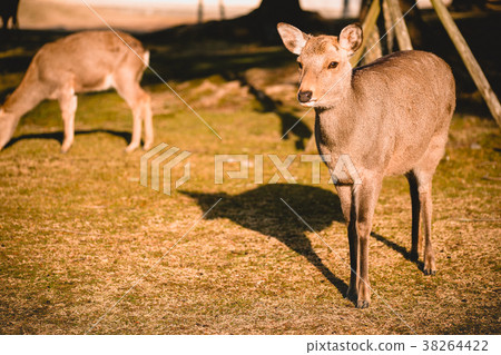 Nara, deer, animal, nara deer, Nara, deer, animal Nara, deer, animal, nara deer, Nara, deer, animal 38264422