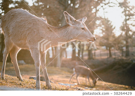Nara, deer, animal, nara deer, Nara, deer, animal Nara, deer, animal, nara deer, Nara, deer, animal 38264429