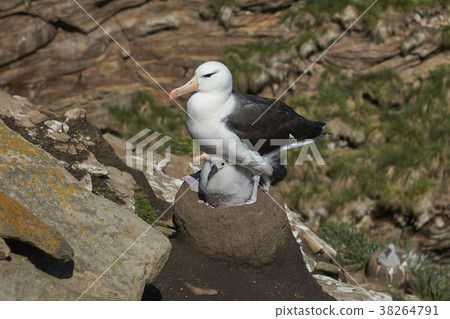 Black-browed Albatross with chick 38264791