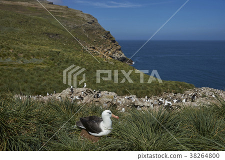 Black-browed Albatross with chick Black-browed Albatross with chick 38264800