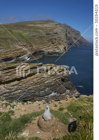 Chick of a Black-browed Albatross 38264819