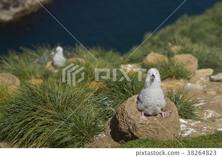 Chick of a Black-browed Albatross 38264823