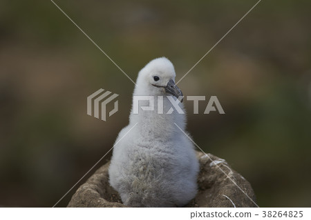 Chick of a Black-browed Albatross 38264825