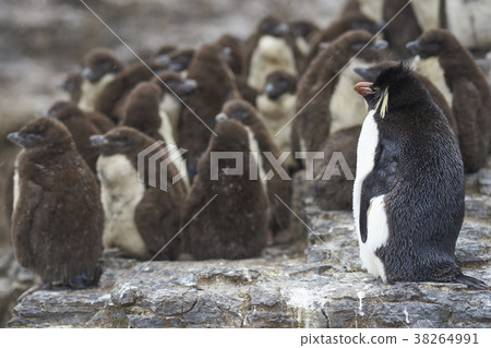 Rockhopper Penguin chicks in a creche Rockhopper Penguin chicks in a creche 38264991