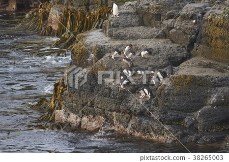 Rockhopper Penguins going to sea 38265003
