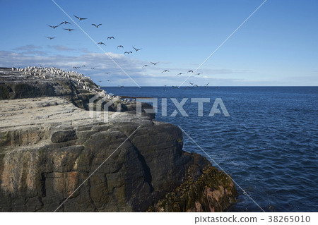 Imperial Shag on the coast of Bleaker Island 38265010