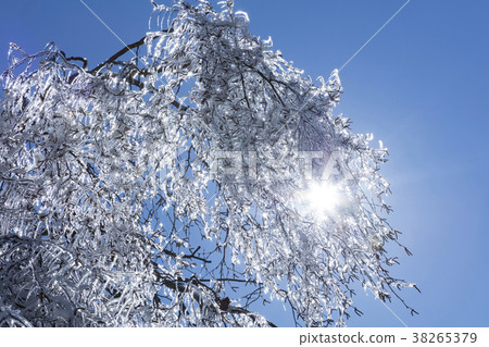 多雨的樹木和陽光 多雨的樹木和陽光 38265379