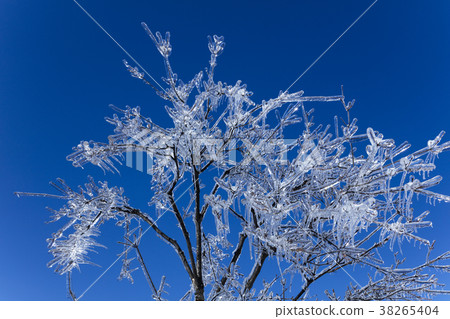 Ice tree 38265404