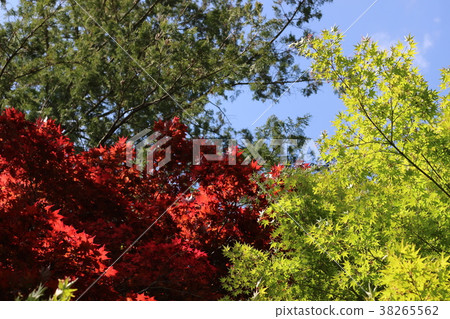 Green and red maple Green and red maple 38265562